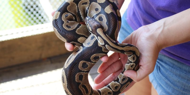 Nằm Mơ Thấy Trăn Đánh Số Gì: Giải Mã Bí Ẩn Giấc Mơ Và Con Số May Mắn 2 Nằm mơ thấy trăn đánh số gì để phát tài?