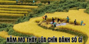Nằm Mơ Thấy Lúa Chín Đánh Số Gì: Giải Mã Giấc Mơ Lúa 14 Anh Thumb bai viet min1