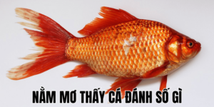 Nằm Mơ Thấy Cá Đánh Số Gì: Ý Nghĩa Và Số May Mắn Phân Tích Chi Tiết 5 Nằm Mơ Thấy Con Dơi Đánh Số Gì: Ý Nghĩa Và Số May Mắn