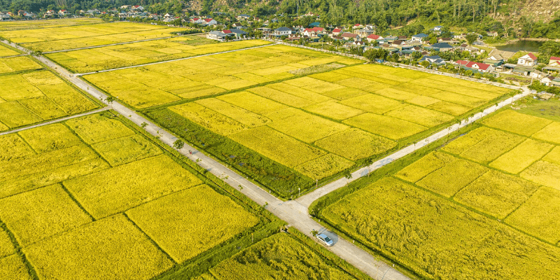Nằm Mơ Thấy Cắt Lúa Đánh Số Gì: Ý Nghĩa Và Con Số May Mắn 3 Anh trong bai 1 min1 12