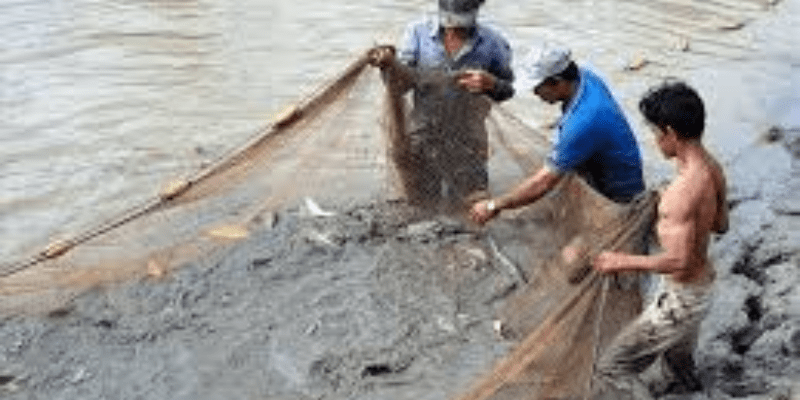 Nằm Mơ Thấy Bắt Cá Đánh Số Gì: Bảng Giải Mã Số Đề Chi Tiết 2025 1 Anh trong bai 1 1 min1 12