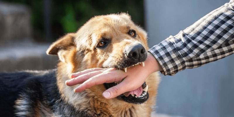 Nằm Mơ Thấy Chó Cắn Đánh Số Gì 1 Ý nghĩa nằm mơ thấy chó cắn đánh số gì