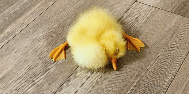Nằm Mơ Thấy Vịt Con Đánh Số Gì 2 Anh trong bai 2 min1 33